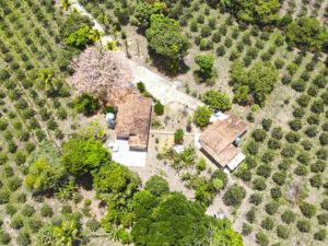 Lotes à Venda em Vila do Benfica Santo Antônio de Jesus, BA